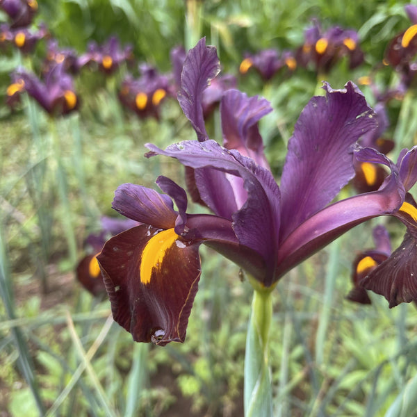 Dutch Iris 'Red Ember'