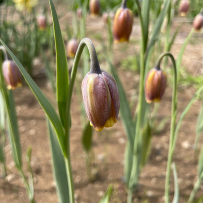 Fritillaria uva-vulpis