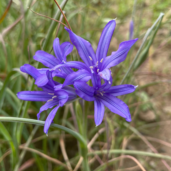 Ixiolirion tataricum ssp. pallasii 'Siberian Lily'