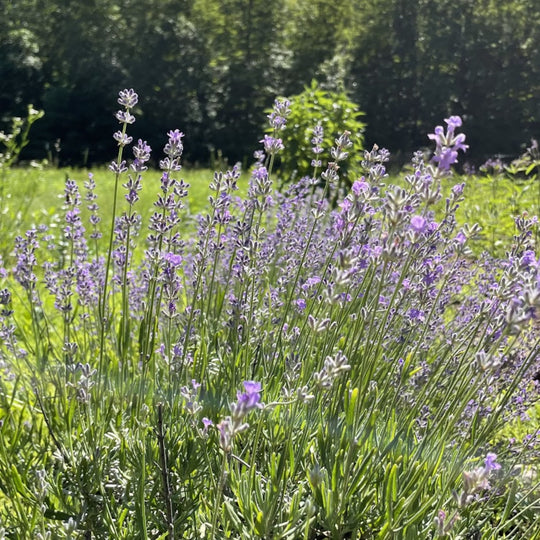 Munstead Lavender Seedlings