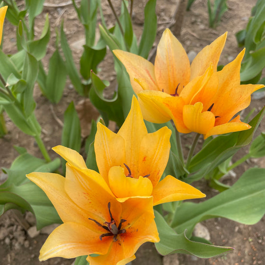 Species Tulip praestans 'Shogun'