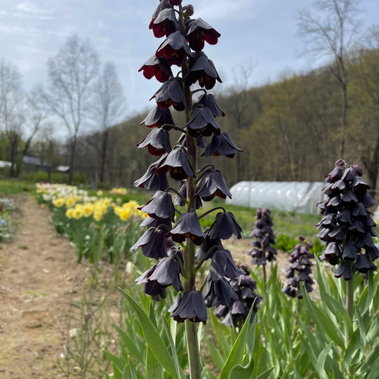 Fritillaria persica vendor-unknown