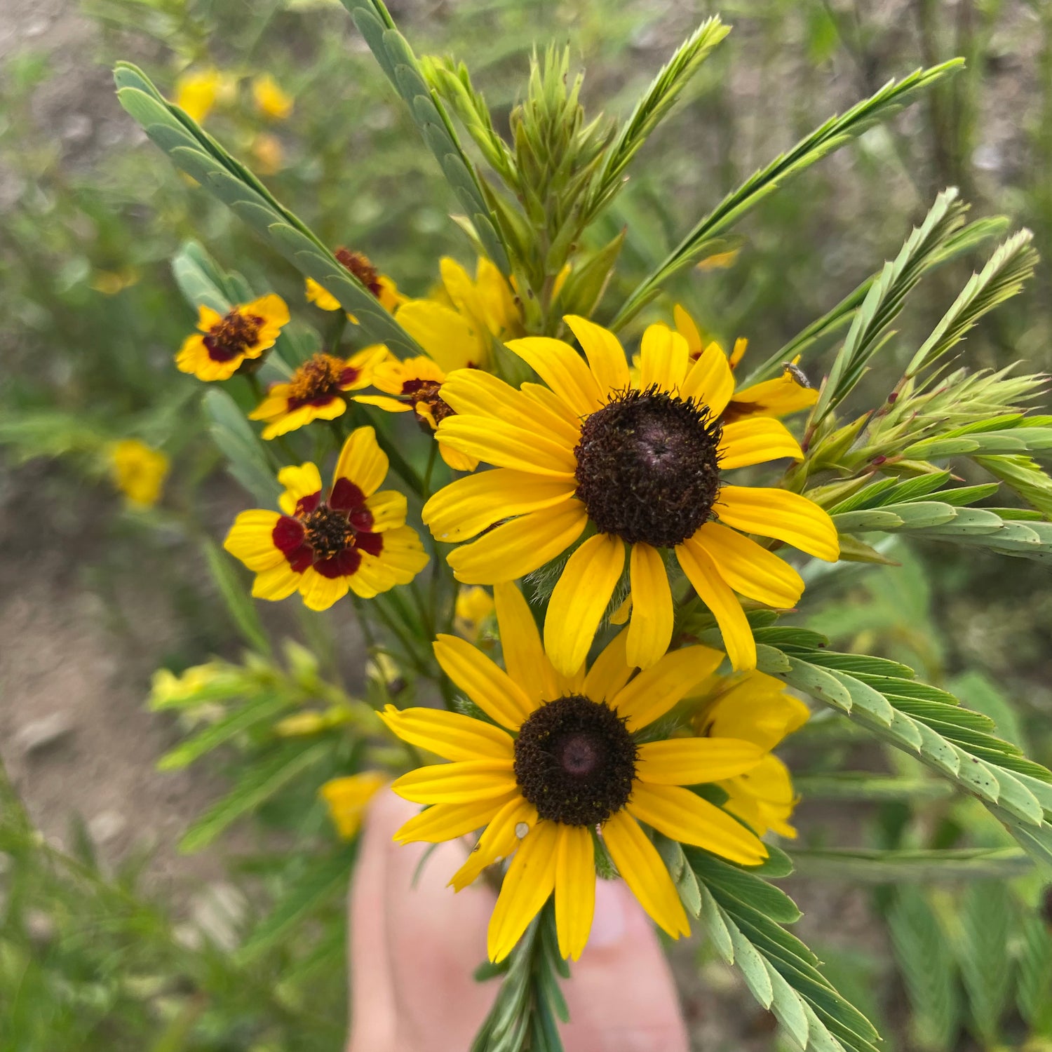 Eastern Pollinator Mix