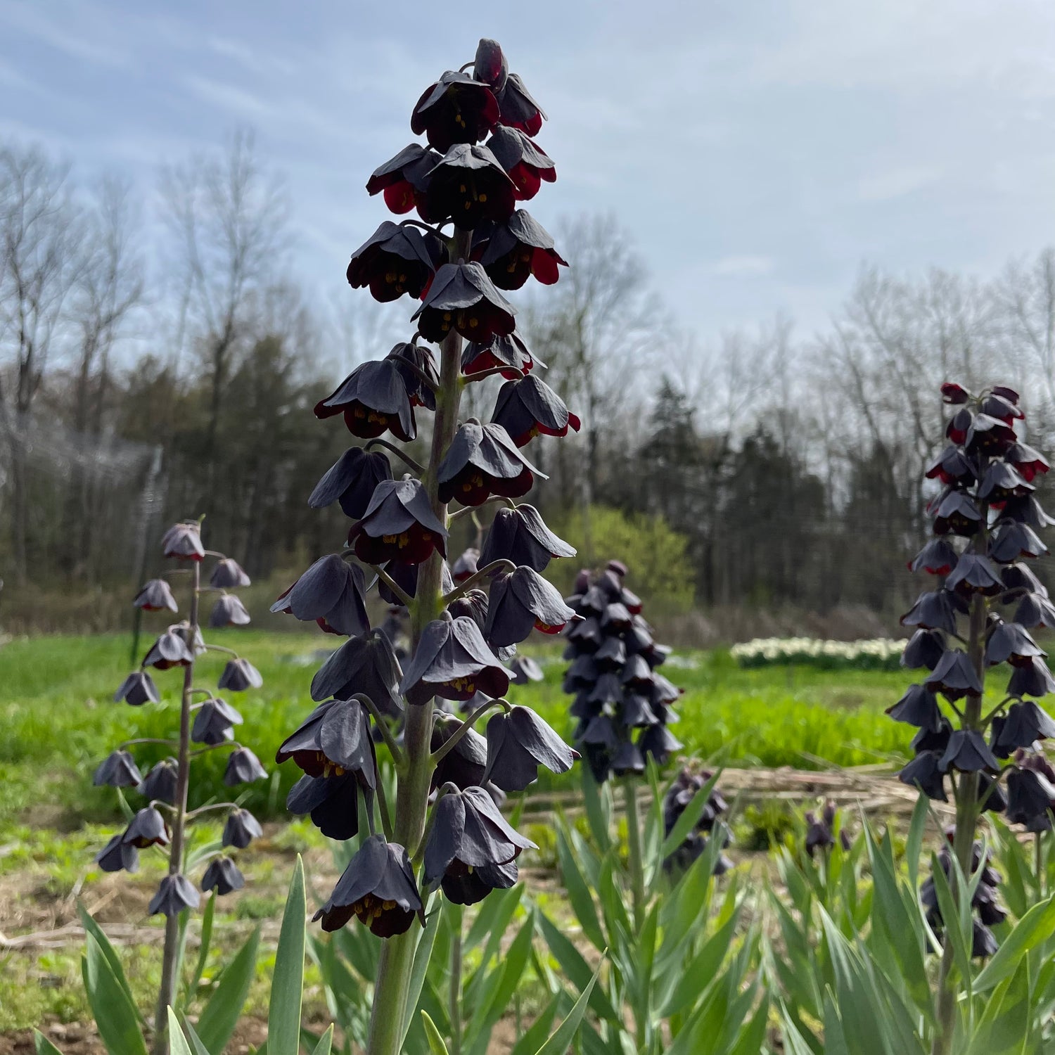 Fritillaria persica