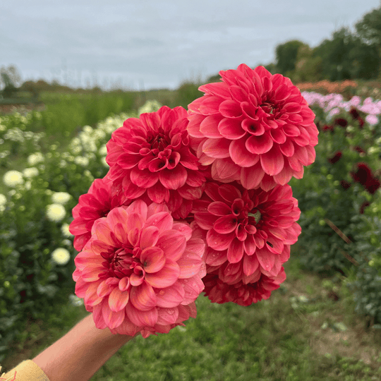 Ice Tea Dahlia Tuber