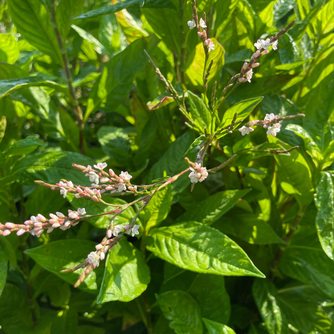 Japanese Indigo Seedlings