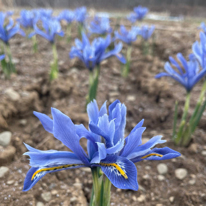 Rock Iris reticulata &