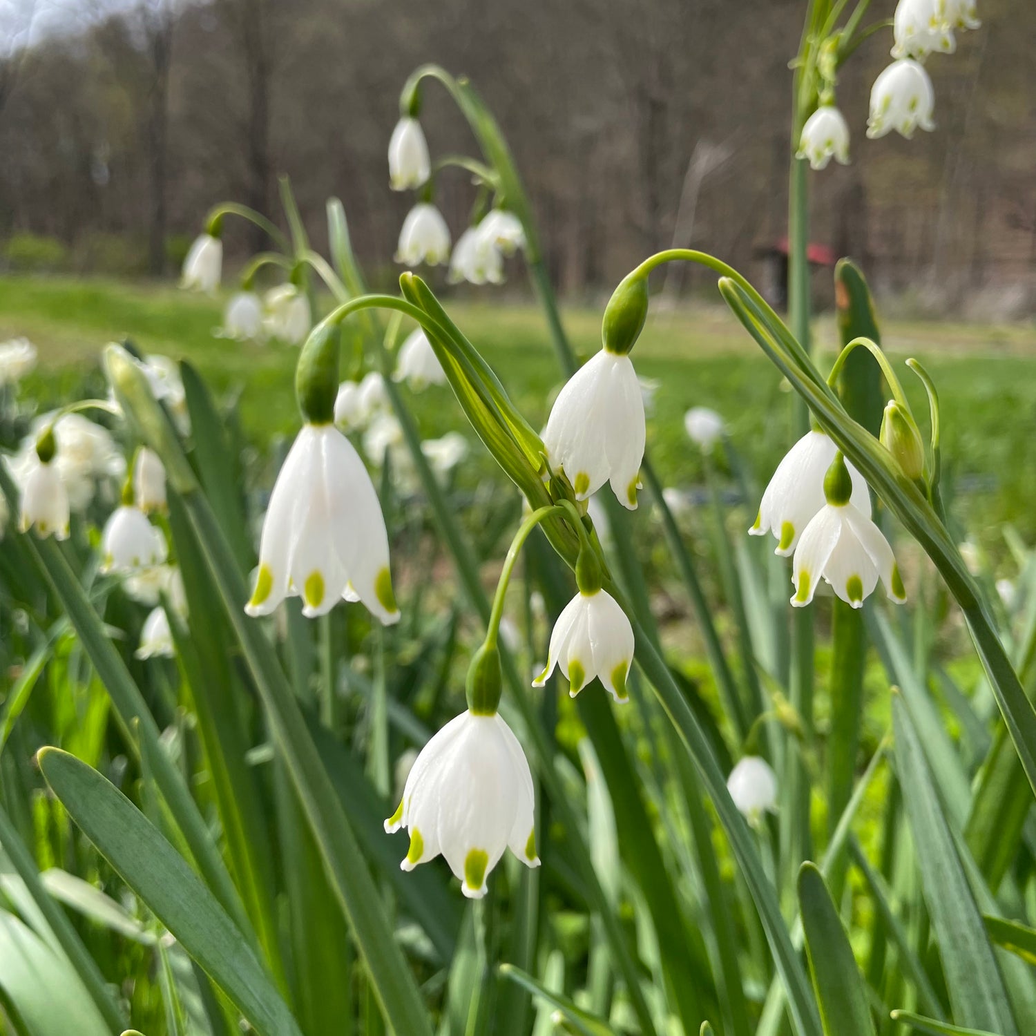 Summer Snowflake &