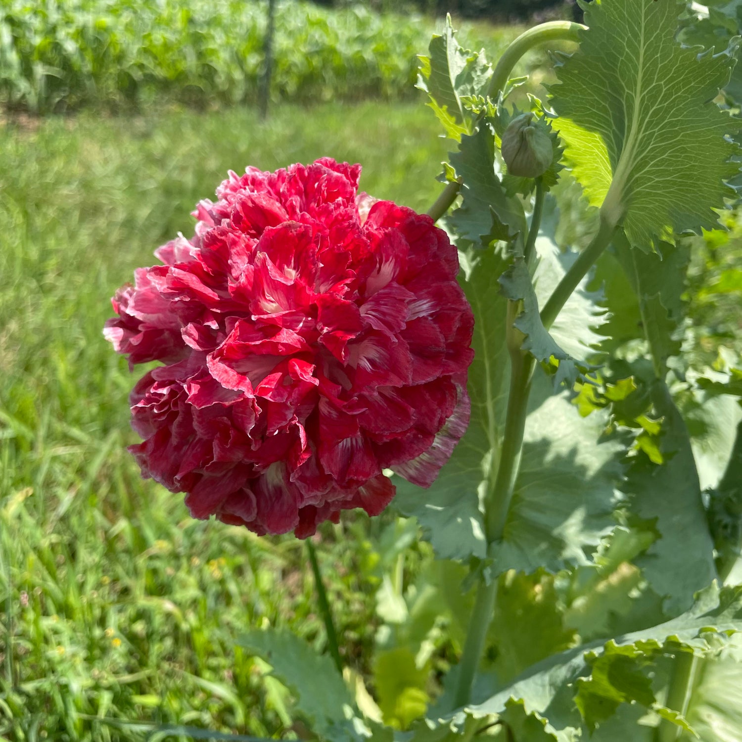 Scarlet Peony Poppy