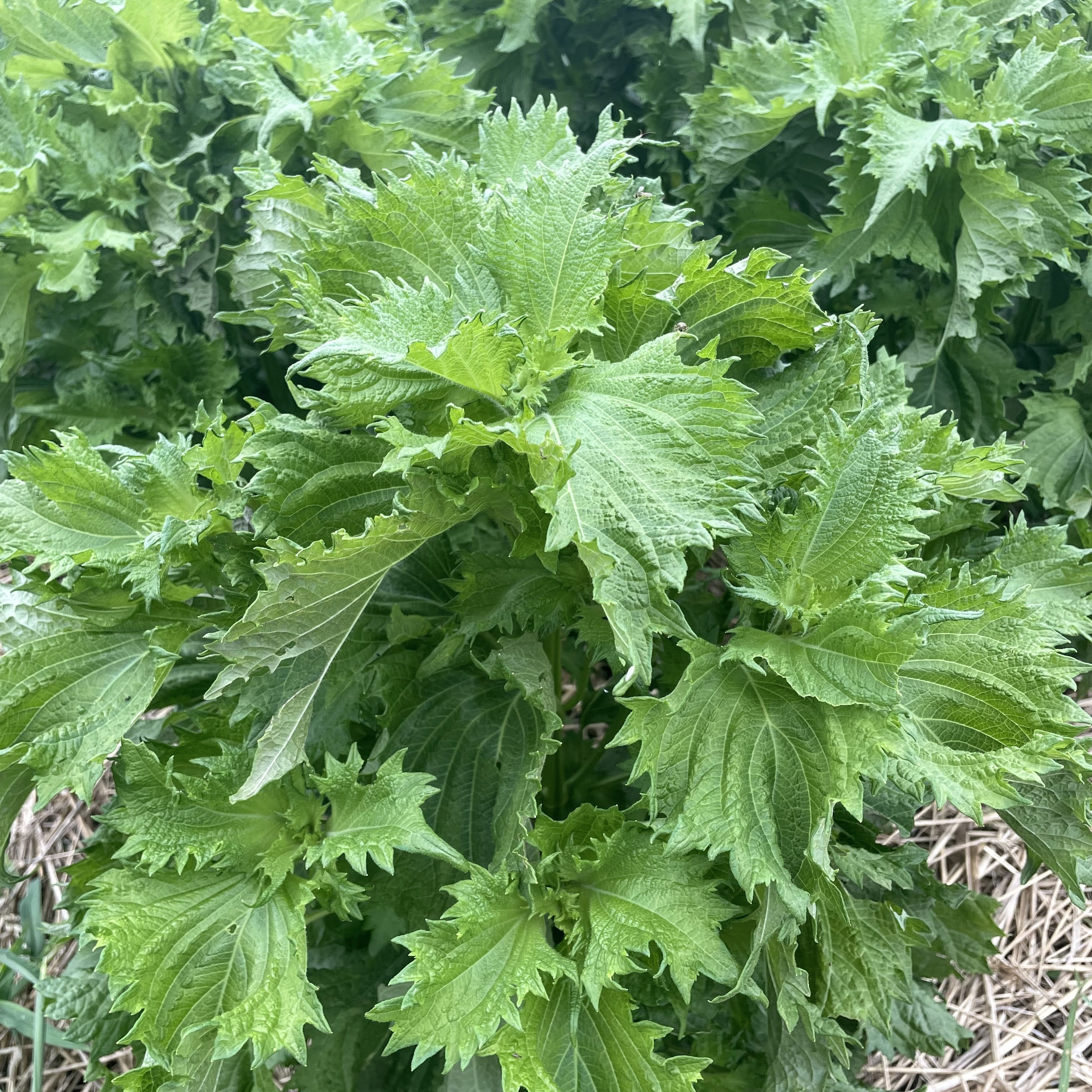 Ao Shiso Seedlings