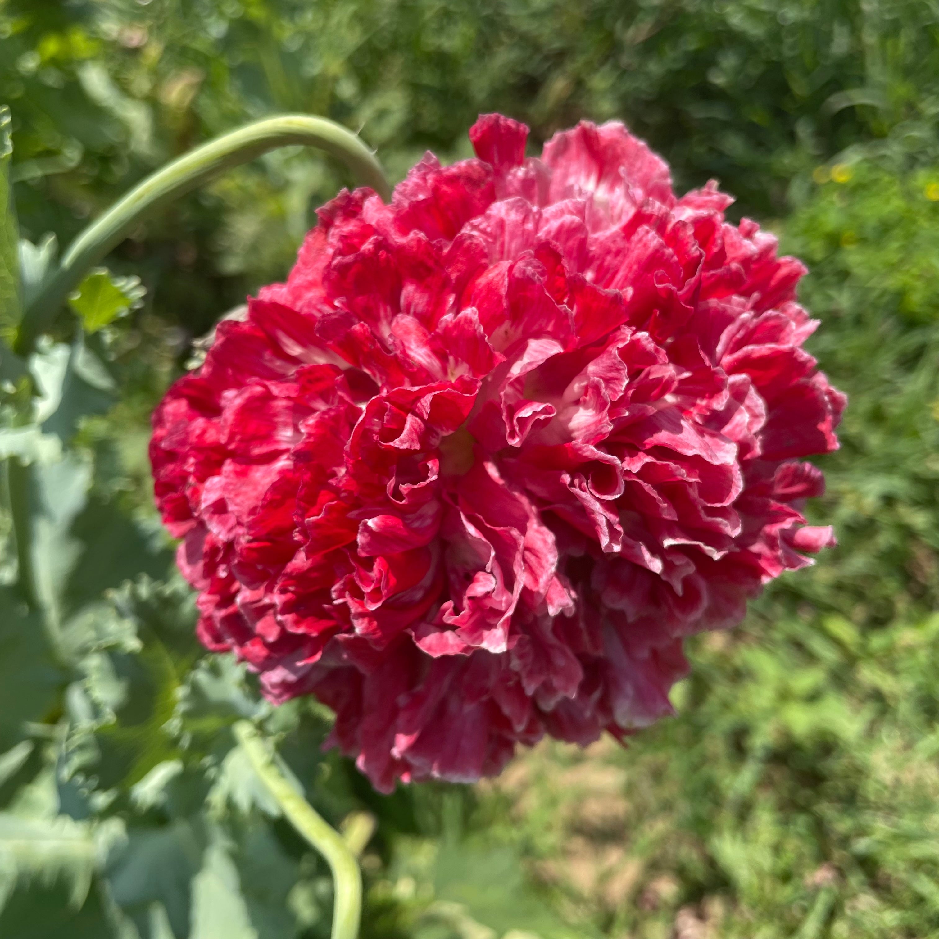 Scarlet Peony Poppy