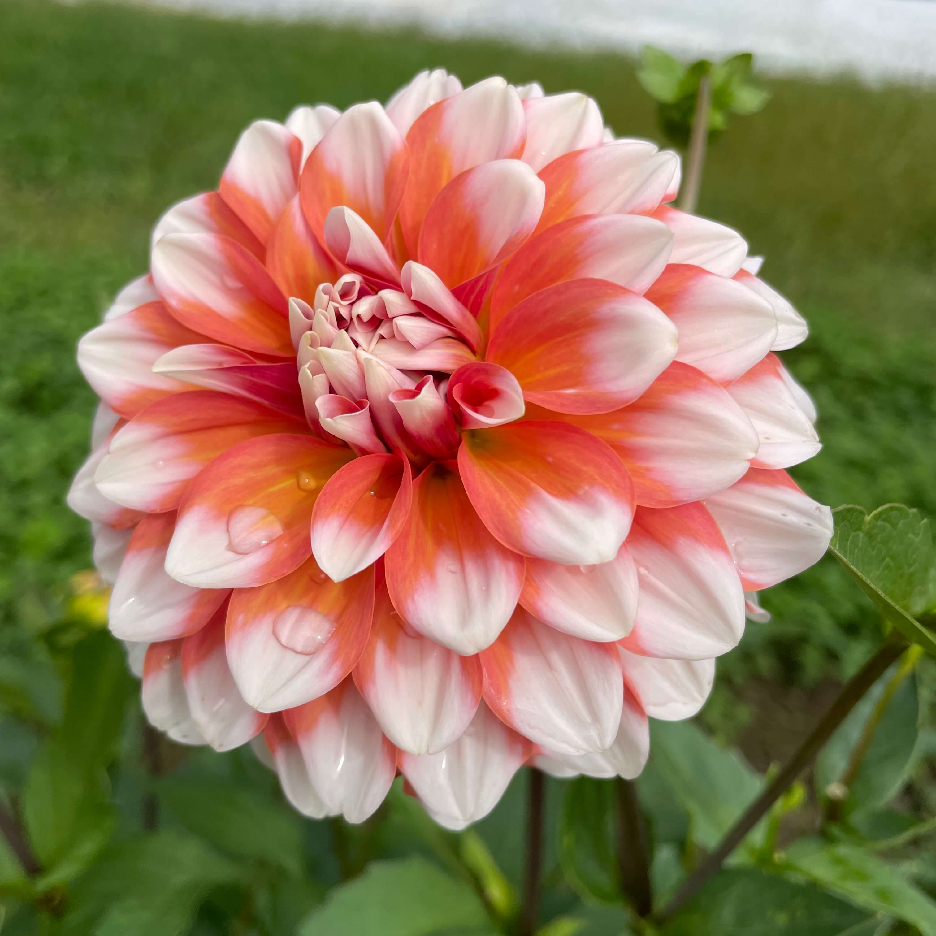 A La Mode Dahlia Tuber