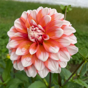 Dinner Plate Dahlias