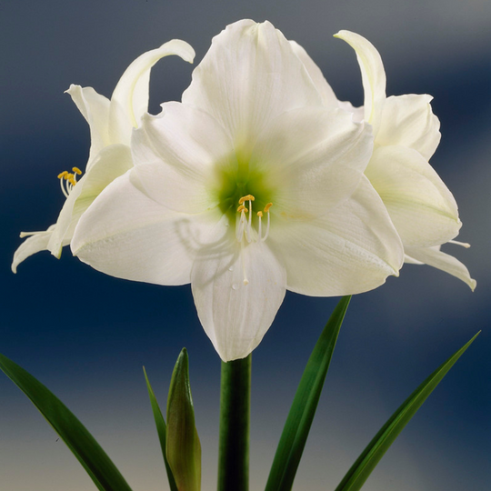 Dutch Amaryllis 'Christmas Gift'