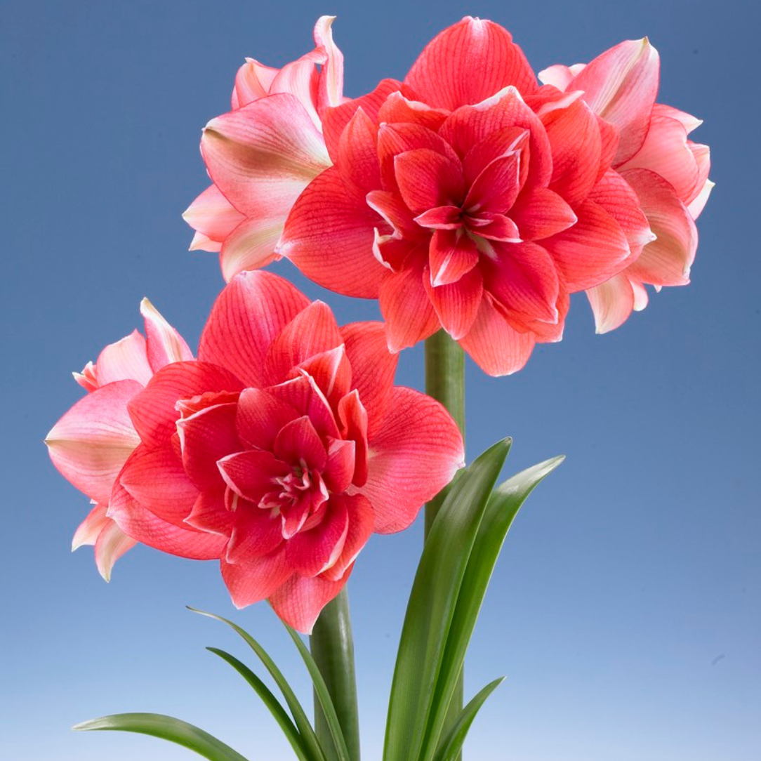 Dutch Amaryllis &