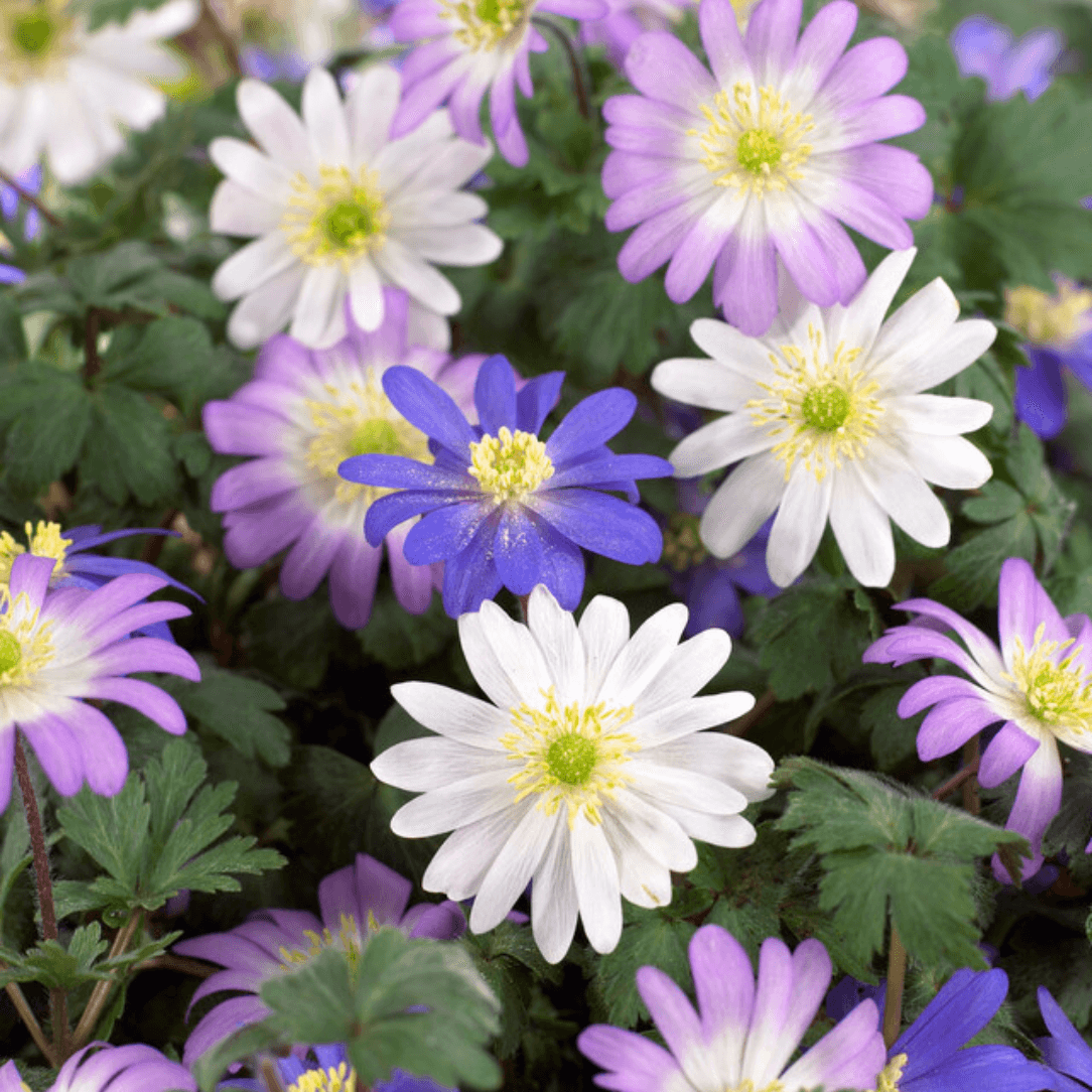 Anemone blanda &