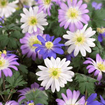 Anemone blanda