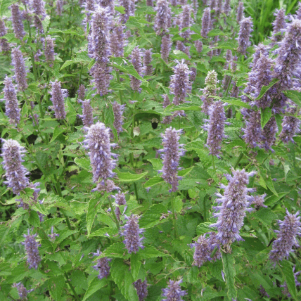 Anise Hyssop