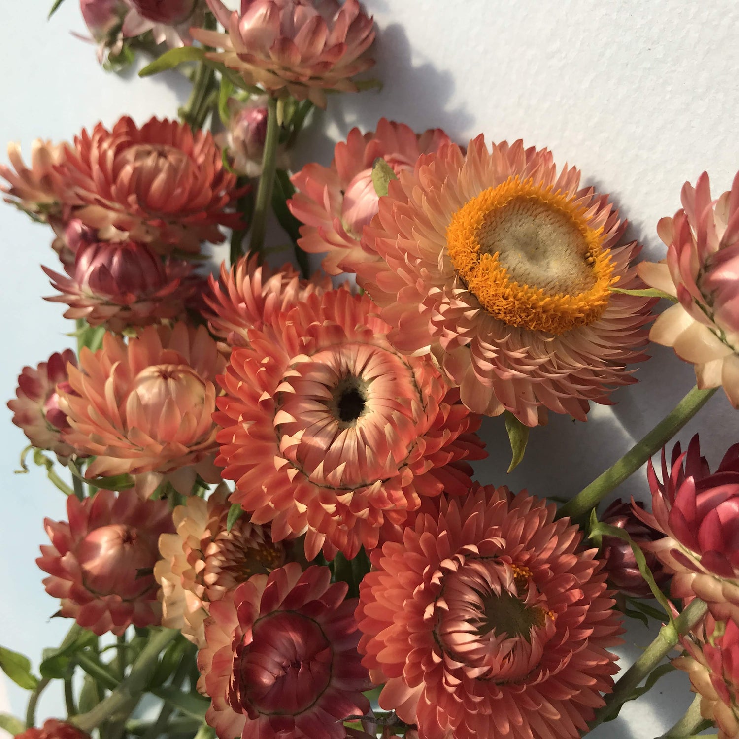 Apricot Strawflower vendor-unknown