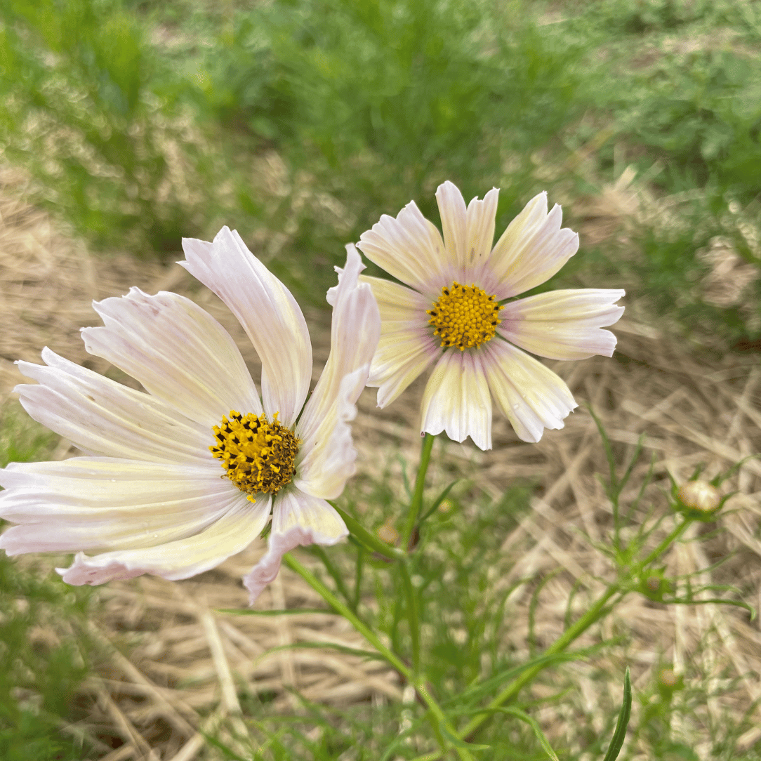 Apricot Lemonade Cosmos