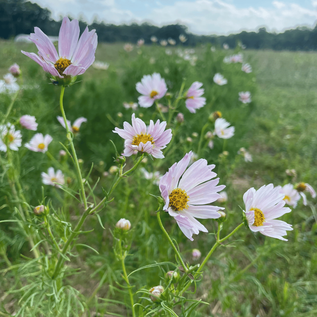 Apricot Lemonade Cosmos