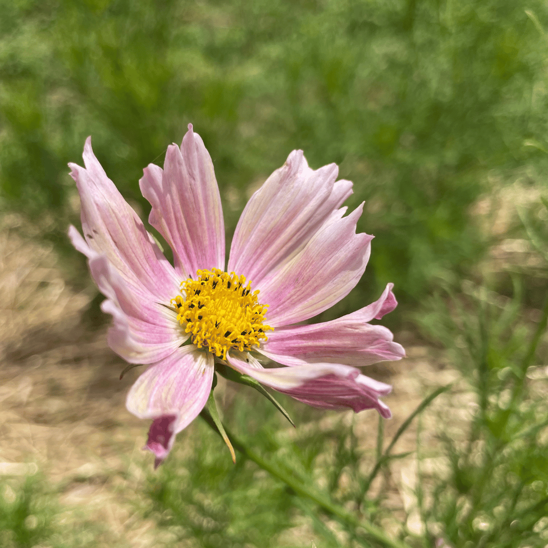 Apricot Lemonade Cosmos Seedlings