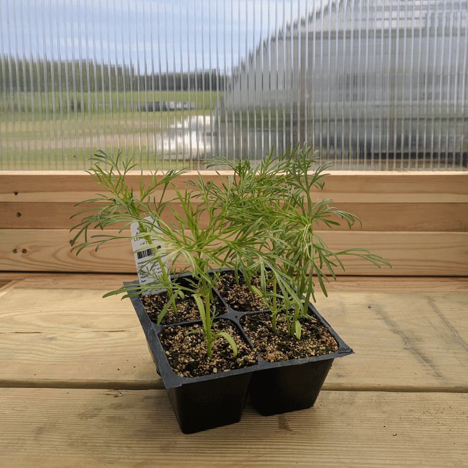 Apricot Lemonade Cosmos Seedlings