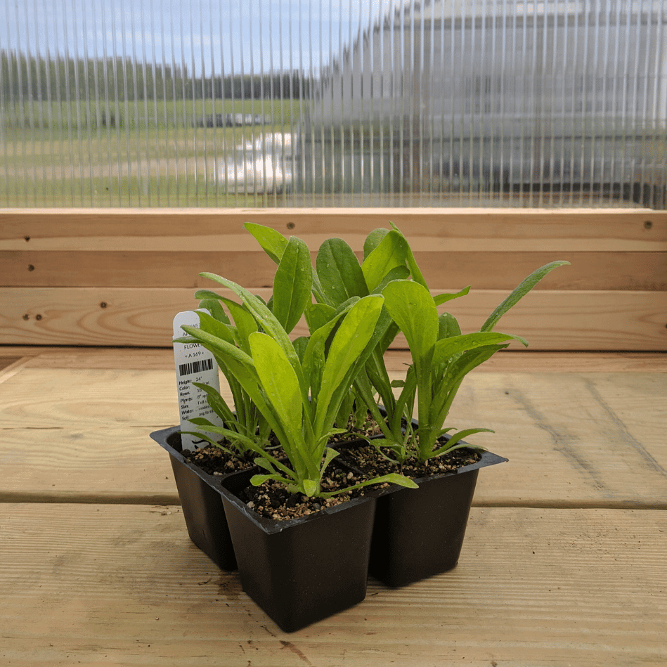 Apricot Strawflower Seedlings