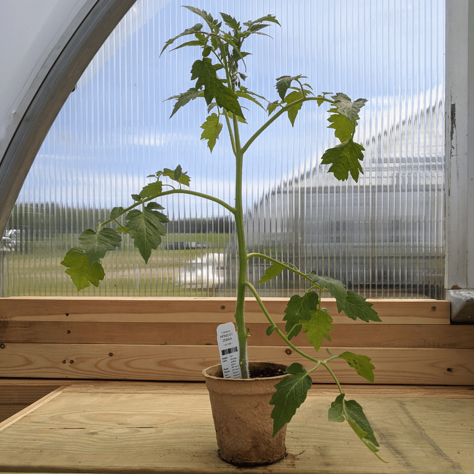 Apricot Zebra Tomato Seedlings