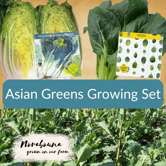 Asian Greens Growing Set