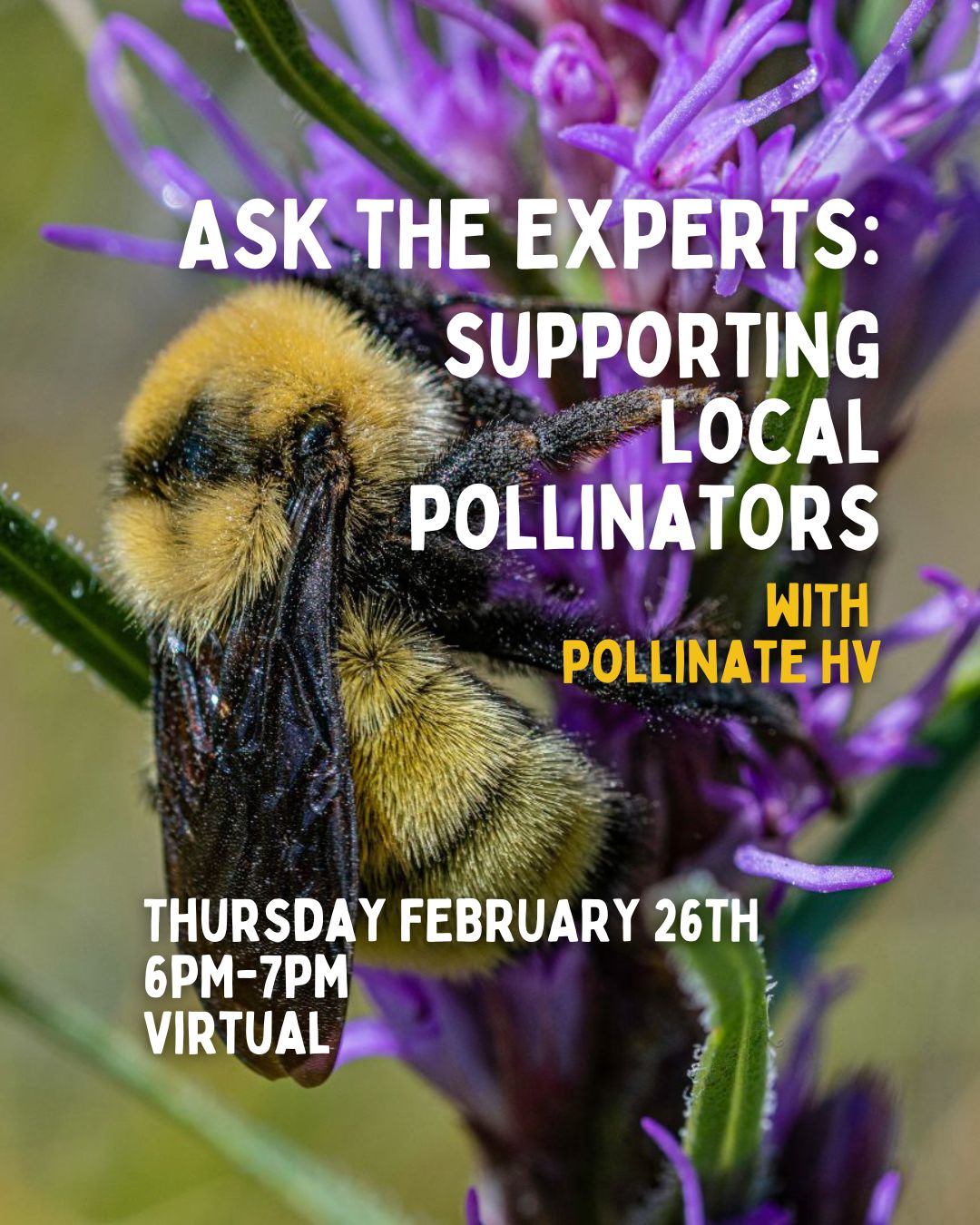 Ask the Experts: Supporting Local Pollinators with PollinateHV - 2/26 - 6PM