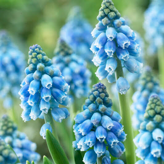 Muscari &