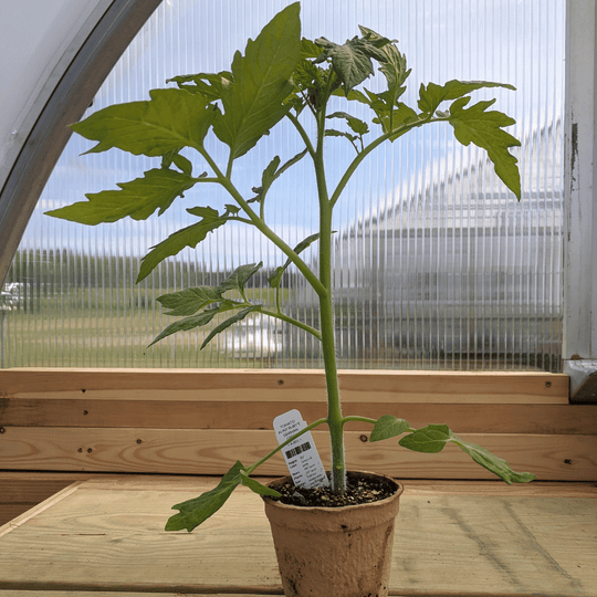 Aunt Ruby's German Green Tomato Seedlings