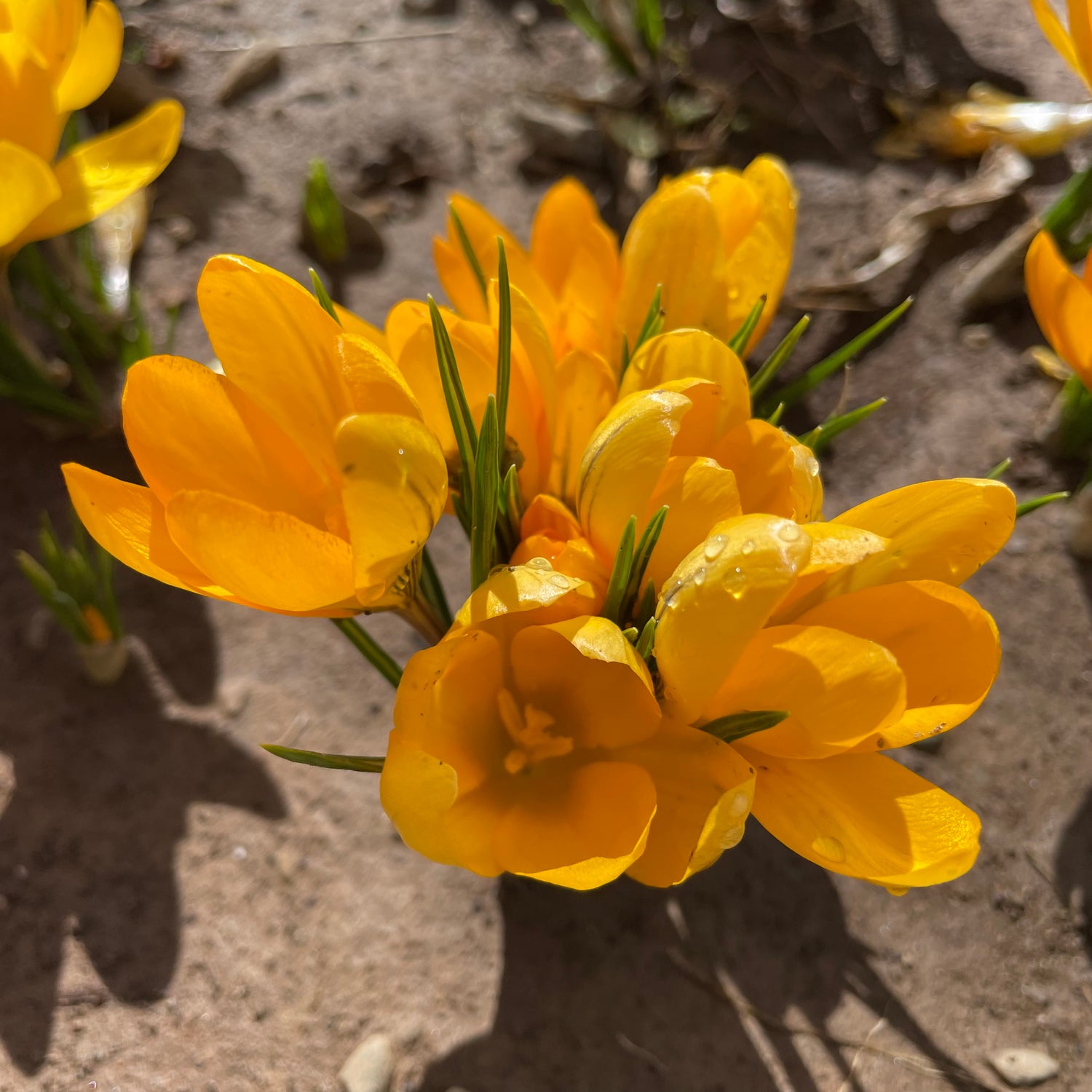 Dutch Large Flowering Crocus &