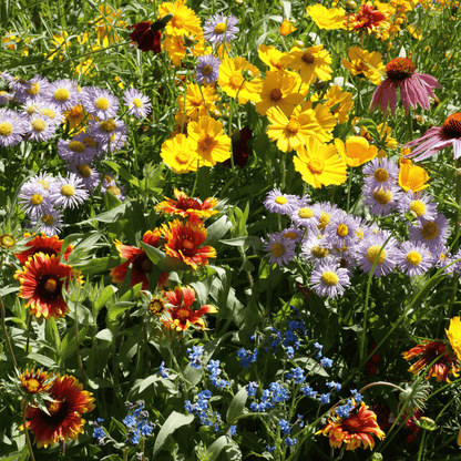 Bee Friendly Wildflower Mix Seed Shaker