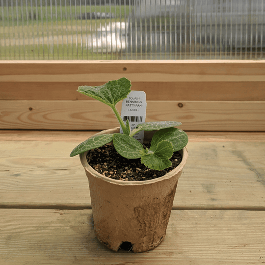 Benning's Green Tint Patty Pan Squash Seedlings