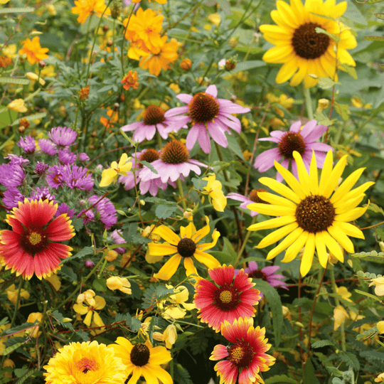 Bird Lover's Wildflower Mix Seed Shaker