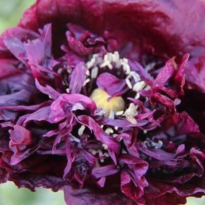 Black Beauty Poppy vendor-unknown