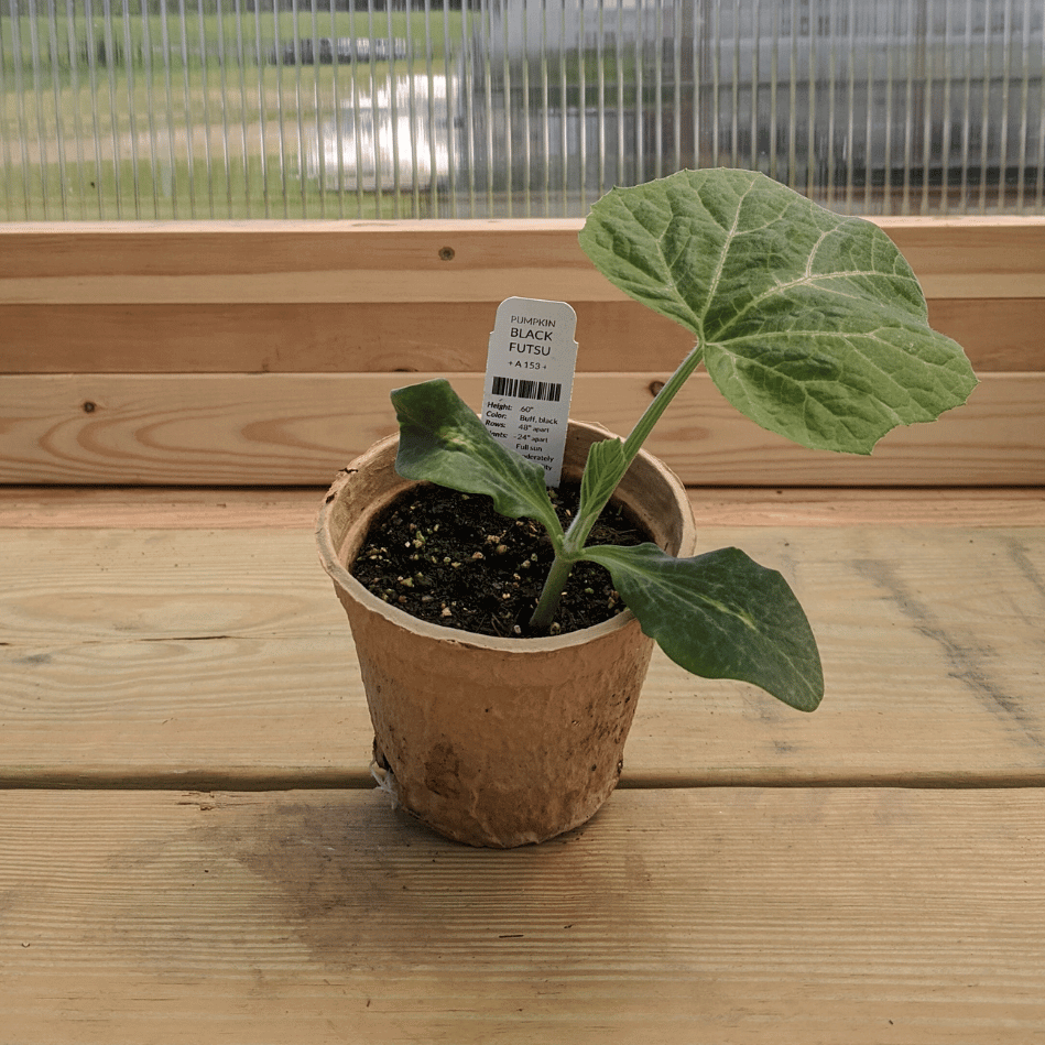 Black Futsu Squash Seedlings