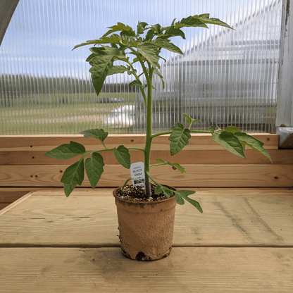 Black Krim Tomato Seedlings