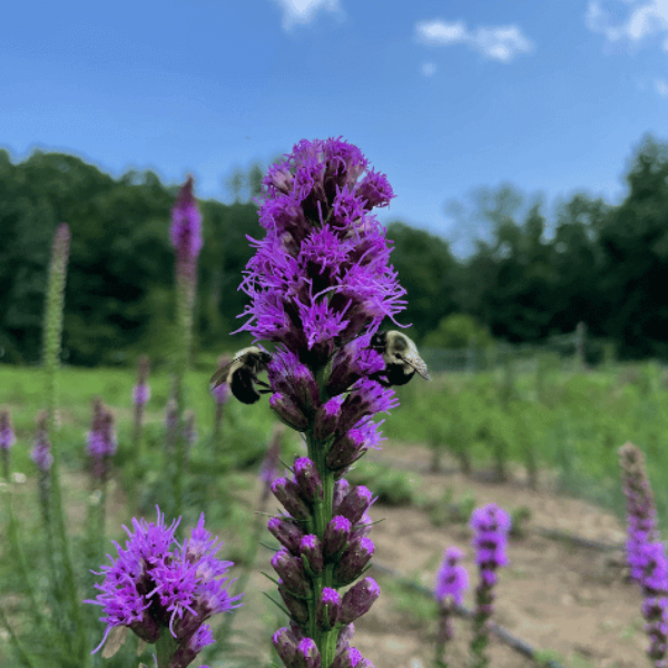 Blazing Star