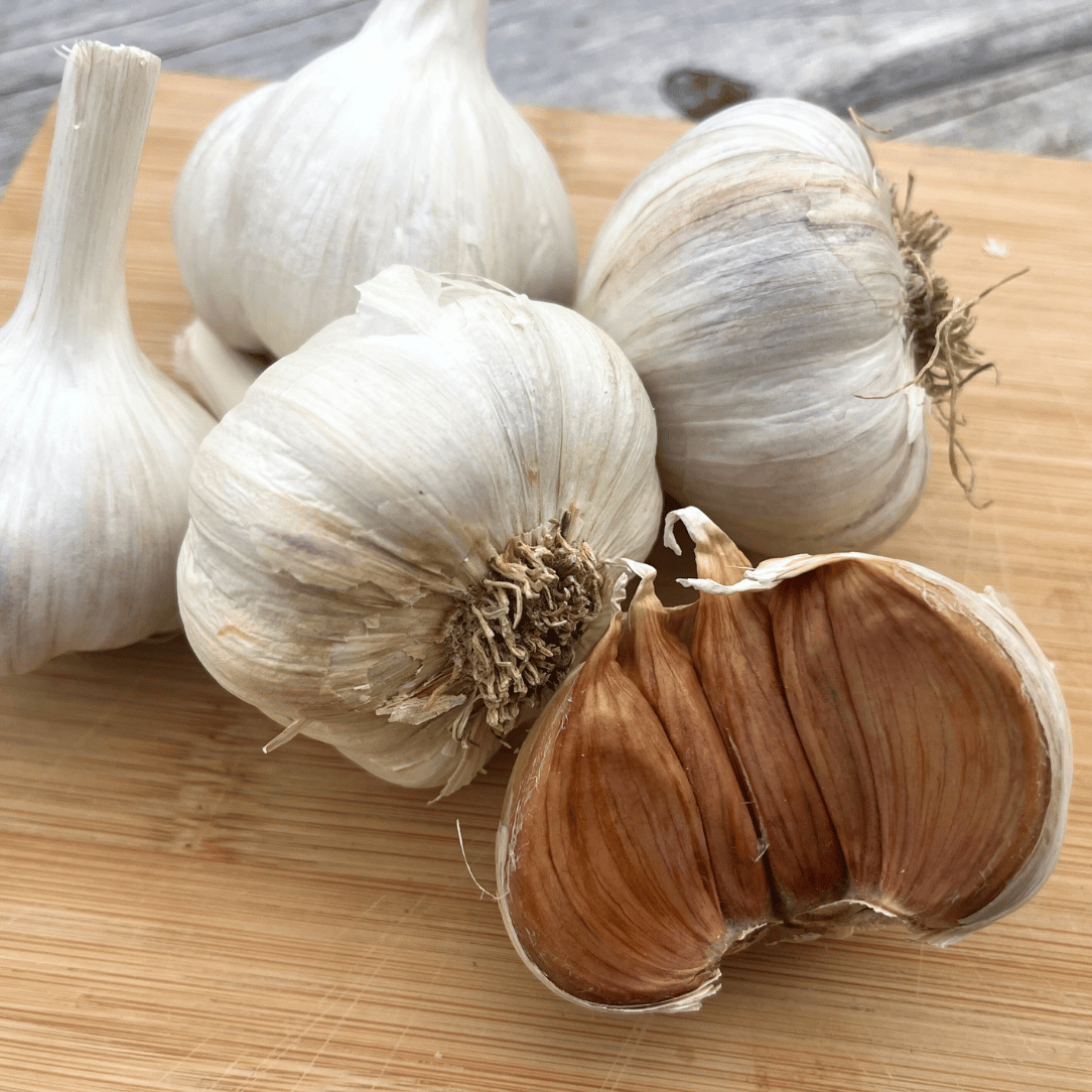 Conventional Bloodnick&