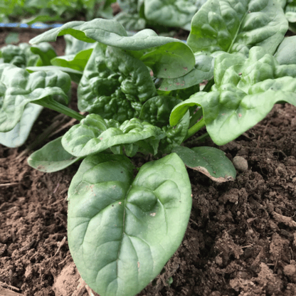 Bloomsdale Spinach