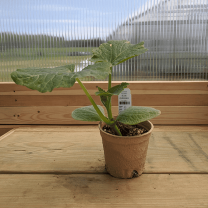 Blue Hubbard Squash Seedlings