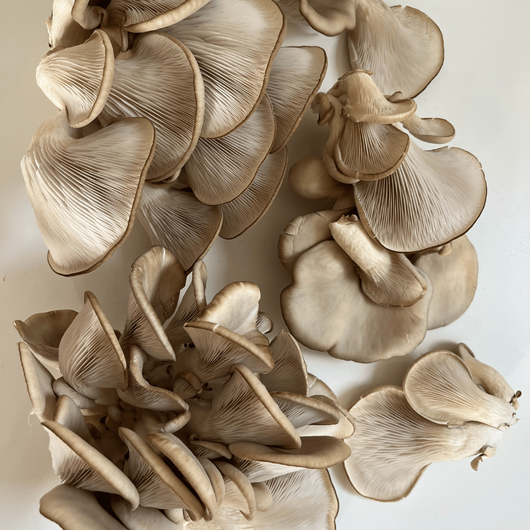 Blue Oyster Mushroom Kit