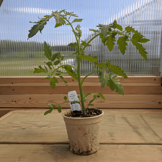 Blush Tomato Seedlings