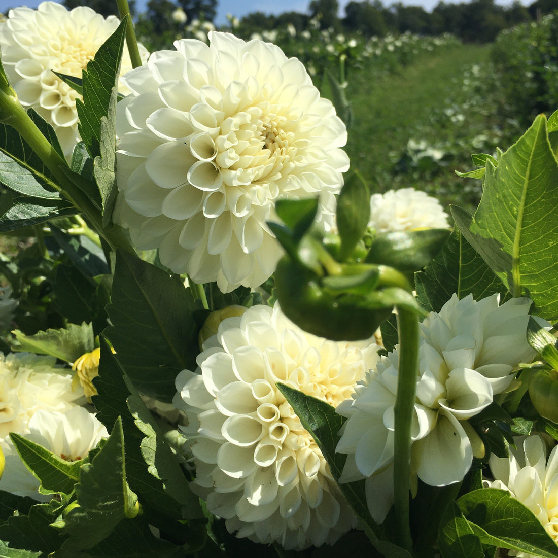 Boom Boom White Dahila Tuber