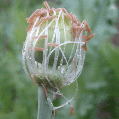 Breadseed Poppy Mix