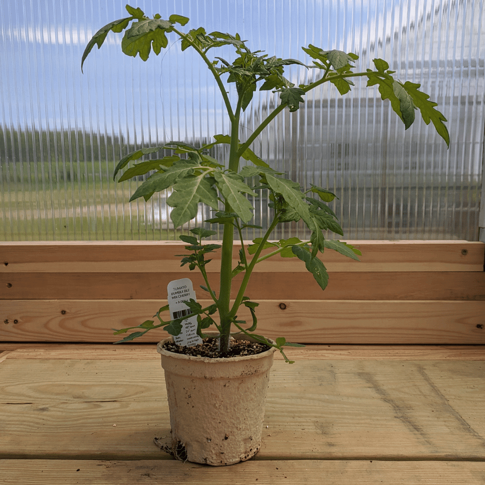 Bumble Bee Mix Cherry Tomato Seedlings