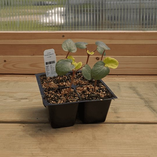 Burgundy Okra Seedlings